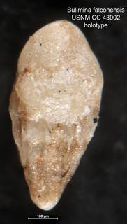 To NMNH Paleobiology Collection (Bulimina falconensis CC 43002 holo)