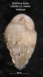 To NMNH Paleobiology Collection (Bulimina fossa CC 24644 holo)