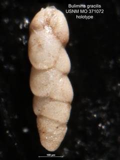 To NMNH Paleobiology Collection (Bulimina gracilis MO 371072 holo)