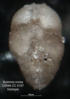 To NMNH Paleobiology Collection (Bulimina incisa CC 5157 holo)