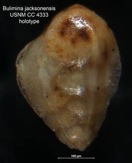 To NMNH Paleobiology Collection (Bulimina jacksonensis CC 4333 holo side)