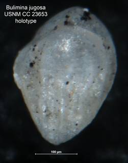 To NMNH Paleobiology Collection (Bulimina jugosa CC 23653 holo side)