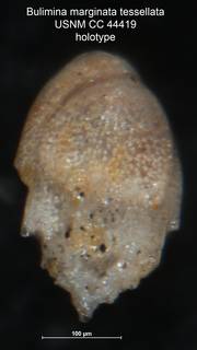 To NMNH Paleobiology Collection (Bulimina marginata tessellata CC 44419 holo side)