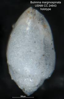 To NMNH Paleobiology Collection (Bulimina marginospinata CC 24643 holo side)