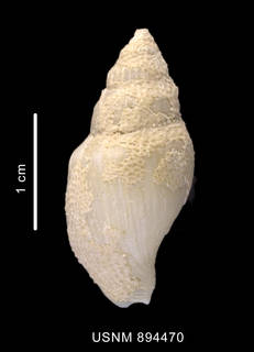 To NMNH Extant Collection (Paradmete sp.shell dorsal view)