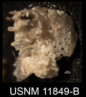 To NMNH Paleobiology Collection (IRN 3104875)