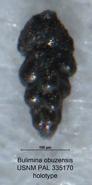 To NMNH Paleobiology Collection (Bulimina obuzensis PAL 335170 holo)
