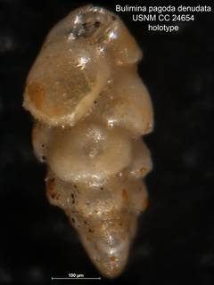 To NMNH Paleobiology Collection (Bulimina pagoda denudata CC 24654 holo)