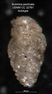 To NMNH Paleobiology Collection (Bulimina pectinata CC 32761 holo side)