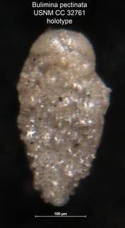 To NMNH Paleobiology Collection (Bulimina pectinata CC 32761 holo)