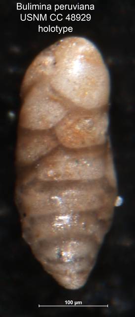 To NMNH Paleobiology Collection (Bulimina peruviana CC 48929 holo side)