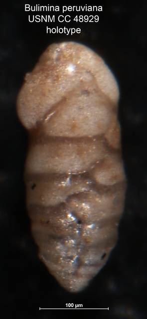 To NMNH Paleobiology Collection (Bulimina peruviana CC 48929 holo)