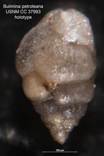 To NMNH Paleobiology Collection (Bulimina petroleana CC 37993 holo side)