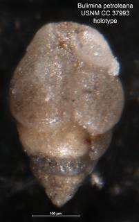 To NMNH Paleobiology Collection (Bulimina petroleana CC 37993 holo)
