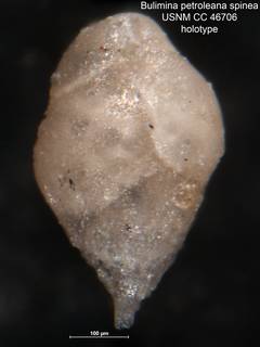 To NMNH Paleobiology Collection (Bulimina petroleana spinea CC 46706 holo)