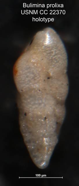 To NMNH Paleobiology Collection (Bulimina prolixa CC 22370 holo side)