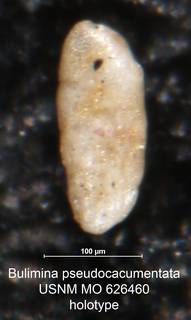 To NMNH Paleobiology Collection (Bulimina pseudocacumentata MO 626460 holo side)
