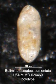 To NMNH Paleobiology Collection (Bulimina pseudocacumentata MO 626460 holo)
