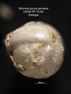 To NMNH Paleobiology Collection (Bulimina pyrula perversa PP 14342 holo end)