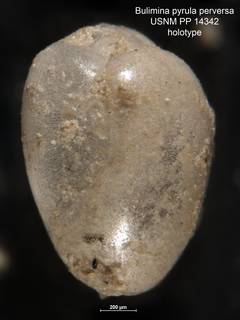 To NMNH Paleobiology Collection (Bulimina pyrula perversa PP 14342 holo)