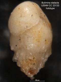 To NMNH Paleobiology Collection (Bulimina stalacta CC 23133 holo 2)