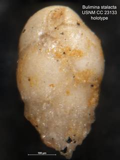 To NMNH Paleobiology Collection (Bulimina stalacta CC 23133 holo 1)