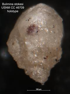 To NMNH Paleobiology Collection (Bulimina stokesi CC 46709 holo 2)