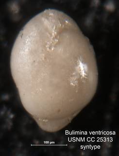 To NMNH Paleobiology Collection (Bulimina ventricosa CC 25313 syn bl)