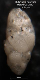To NMNH Paleobiology Collection (Buliminella henryana USNM CC 20121 holotype side)