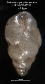 To NMNH Paleobiology Collection (Buliminella peruviana obesa USNM CC 63711 holotype)