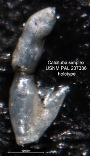 To NMNH Paleobiology Collection (Calcituba simplex USNM PAL 237386 holotype)
