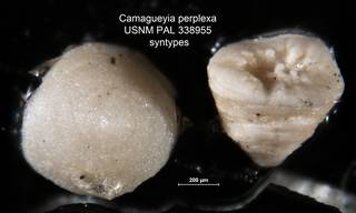 To NMNH Paleobiology Collection (Camagueyia perplexa USNM PAL 338955 syntypes bottom)