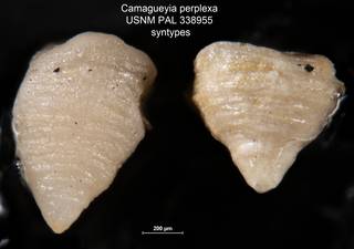 To NMNH Paleobiology Collection (Camagueyia perplexa USNM PAL 338955 syntypes top)
