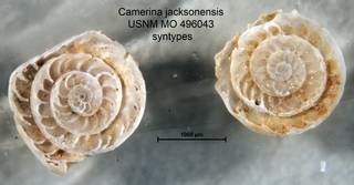 To NMNH Paleobiology Collection (Camerina jacksonensis USNM MO 496043 syntypes left center)