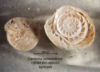 To NMNH Paleobiology Collection (Camerina jacksonensis USNM MO 496043 syntypes left)