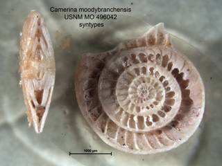 To NMNH Paleobiology Collection (Camerina moodybranchensis USNM MO 496042 syntypes)