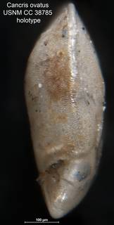 To NMNH Paleobiology Collection (Cancris ovatus USNM CC 38785 holotype 2)