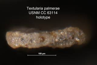 To NMNH Paleobiology Collection (Textularia palmerae CC 63114 holo 2)