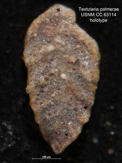 To NMNH Paleobiology Collection (Textularia palmerae CC 63114 holo 1)