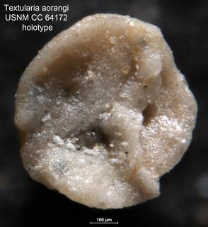To NMNH Paleobiology Collection (Textularia aorangi USNM CC 64172 holotype 2)