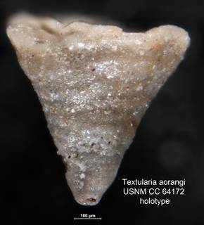 To NMNH Paleobiology Collection (Textularia aorangi USNM CC 64172 holotype 1)