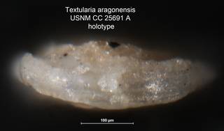 To NMNH Paleobiology Collection (Textularia aragonensis USNM CC 25691 A holotype 2)