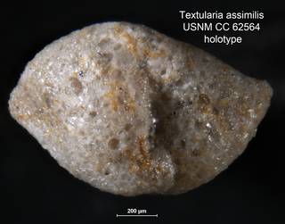 To NMNH Paleobiology Collection (Textularia assimilis USNM CC 62564 holotype f33 v2)
