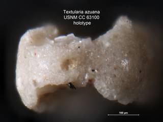 To NMNH Paleobiology Collection (Textularia azuana USNM CC 63100 holotype 2)
