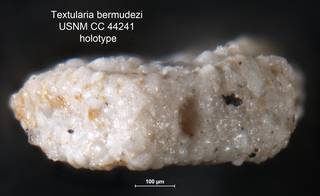 To NMNH Paleobiology Collection (Textularia bermudezi USNM CC 44241 holotype 2)