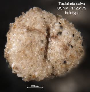 To NMNH Paleobiology Collection (Textularia calva USNM PP 26179 holotype 2)
