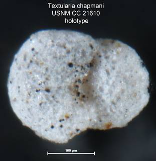 To NMNH Paleobiology Collection (Textularia chapmani USNM CC 21610 holotype 2)