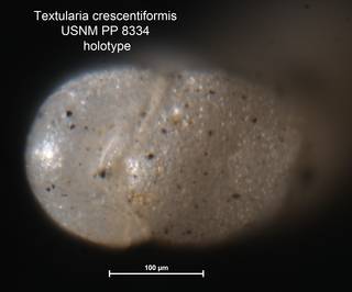 To NMNH Paleobiology Collection (Textularia crescentiformis USNM PP 8334 holotype 2)