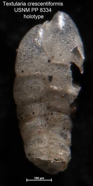 To NMNH Paleobiology Collection (Textularia crescentiformis USNM PP 8334 holotype 1)
