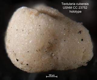 To NMNH Paleobiology Collection (Textularia cubensis USNM CC 23752 holotype 2)